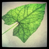 an image from  amnesiacna